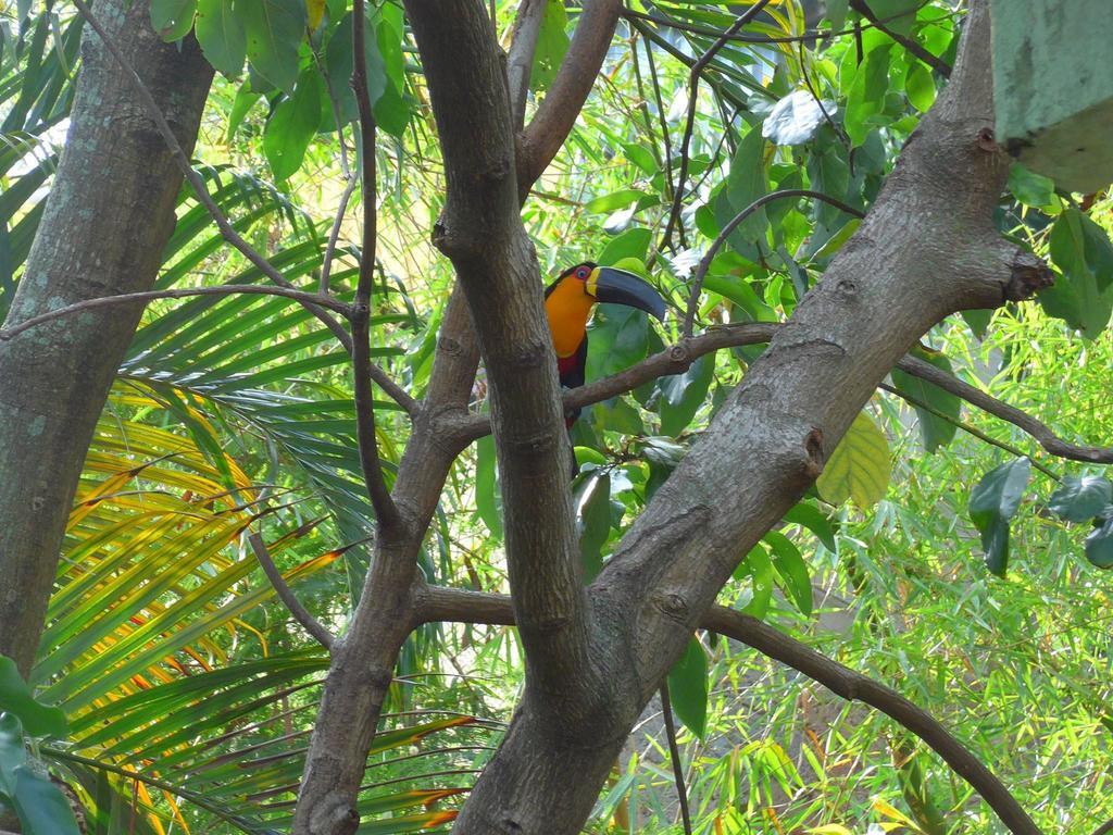 Rio Nature Hostel Rio de Janeiro Cameră foto